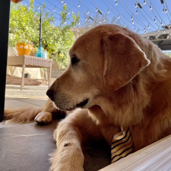 Nikki's Pet Spa - Pet Groomers Near Me - Norco, California Nikki's Pet Spa - Pet Groomers Near Me - Norco, California