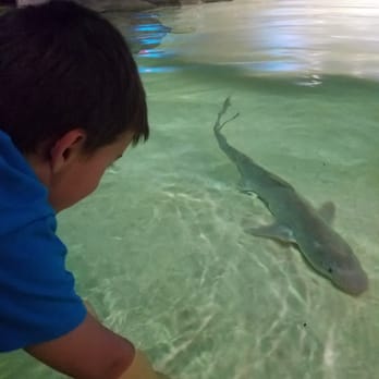 Indianapolis Zoo - Everyone was able to touch a shark! - Zoos Near Me - Indianapolis, Indiana Indianapolis Zoo - Everyone was able to touch a shark! - Zoos Near Me - Indianapolis, Indiana