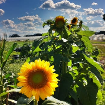 Blue Moon Acres - A happy sunflower next to the barn - Farmers Market Near Me - Buckingham, Pennsylvania