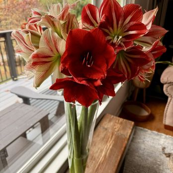 CYMNOW Flowers - Amaranths and vase from CymNow - Florists Near Me - Falls Church, Virginia CYMNOW Flowers - Amaranths and vase from CymNow - Florists Near Me - Falls Church, Virginia