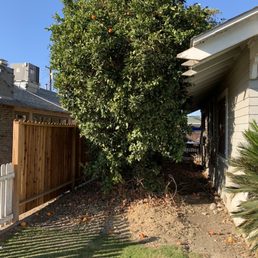 Before side yard , orange and grapefruit trees