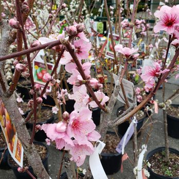 Pike Nurseries - a tree with pink flowers - Nurseries & Gardening Near Me - Alpharetta, Georgia Pike Nurseries - a tree with pink flowers - Nurseries & Gardening Near Me - Alpharetta, Georgia