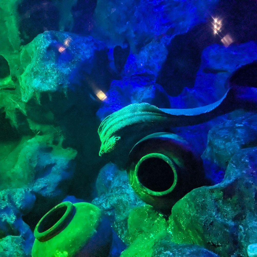 Manila Ocean Park - Aquariums Near Me - Manila, NCR Manila Ocean Park - Aquariums Near Me - Manila, NCR