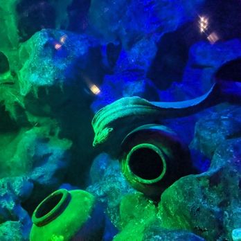 Manila Ocean Park - Aquariums Near Me - Manila, NCR