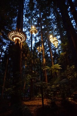 Redwoods – Whakarewarewa Forest by null