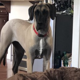 Dusty Rose Great Dane Dusty Rose Great Dane