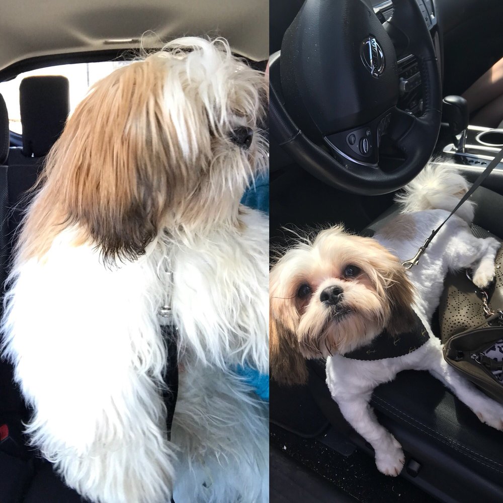 RIO GROOMING SCHOOL & SALON 25 Photos Pet Groomers 12260 Margo