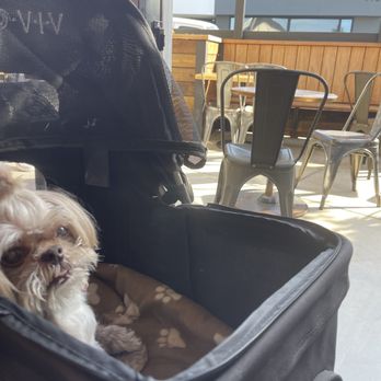 Los Molinos Beer - Dog friendly in and out! - Brewpubs Near Me - San Clemente, California Los Molinos Beer - Dog friendly in and out! - Brewpubs Near Me - San Clemente, California