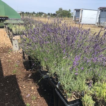 Victor’s Lavender Farm - Different lavender plants for sale. - Farms Near Me - Sequim, Washington