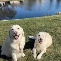 FurEver Friends Grooming & More  - Duncan and Bailey, looking fabulous!