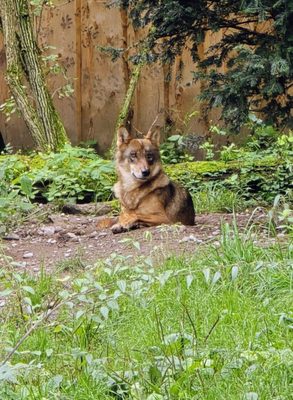 Hellabrunn Zoo by null