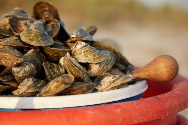 White Stone Oyster Company by null