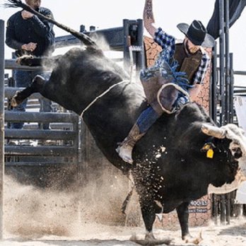 Sheboygan County Fair - Bull riding at the Sheboygan County Fair. - Festivals Near Me - Plymouth, Wisconsin Sheboygan County Fair - Bull riding at the Sheboygan County Fair. - Festivals Near Me - Plymouth, Wisconsin