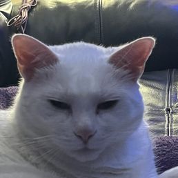 My cat My cat