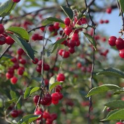 20 Valley Harvest Farms
