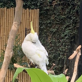 Bloedel Conservatory - Botanical Gardens Near Me - Vancouver, British Columbia