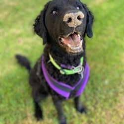 Elings Park - Join our EP DOG program online!