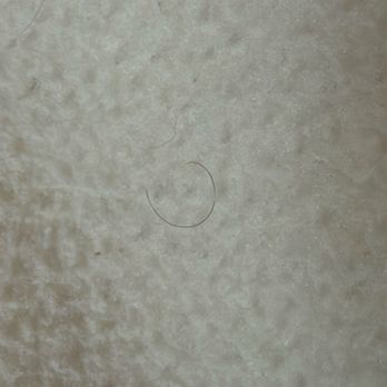 Hôtel Lancaster - Hairs on blanket - Hotels Near Me - Paris, 75 Hôtel Lancaster - Hairs on blanket - Hotels Near Me - Paris, 75