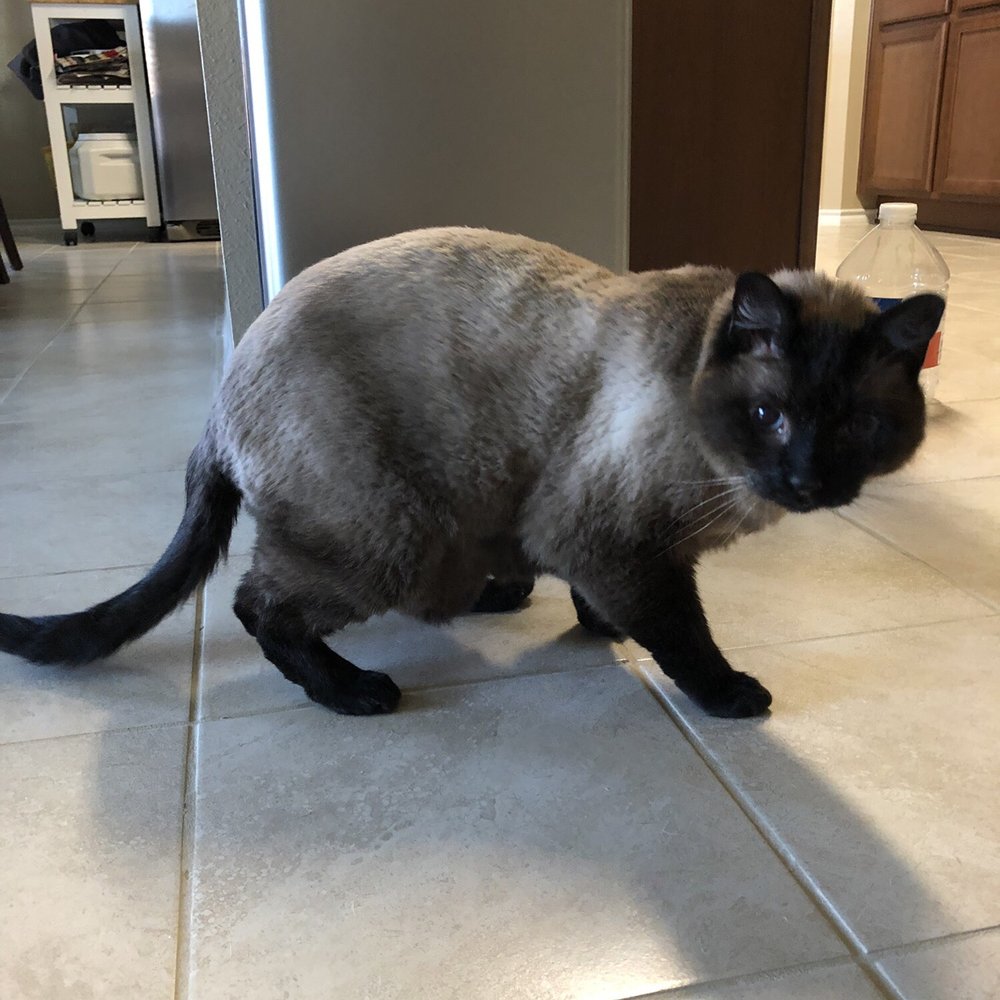 Precious Pets Day Spa - My sweet senior kitty Aries looks great thanks to Precious Pets Day Spa ! He says thank you! - Pet Groomers Near Me - Forney, Texas Precious Pets Day Spa - My sweet senior kitty Aries looks great thanks to Precious Pets Day Spa ! He says thank you! - Pet Groomers Near Me - Forney, Texas
