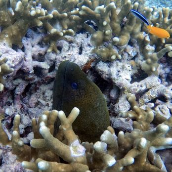 Club Paradise - Moray eel - shore dive, rented GoPro and used Dive+ app to edit photo and videos - Resorts Near Me - Coron, PLW Club Paradise - Moray eel - shore dive, rented GoPro and used Dive+ app to edit photo and videos - Resorts Near Me - Coron, PLW