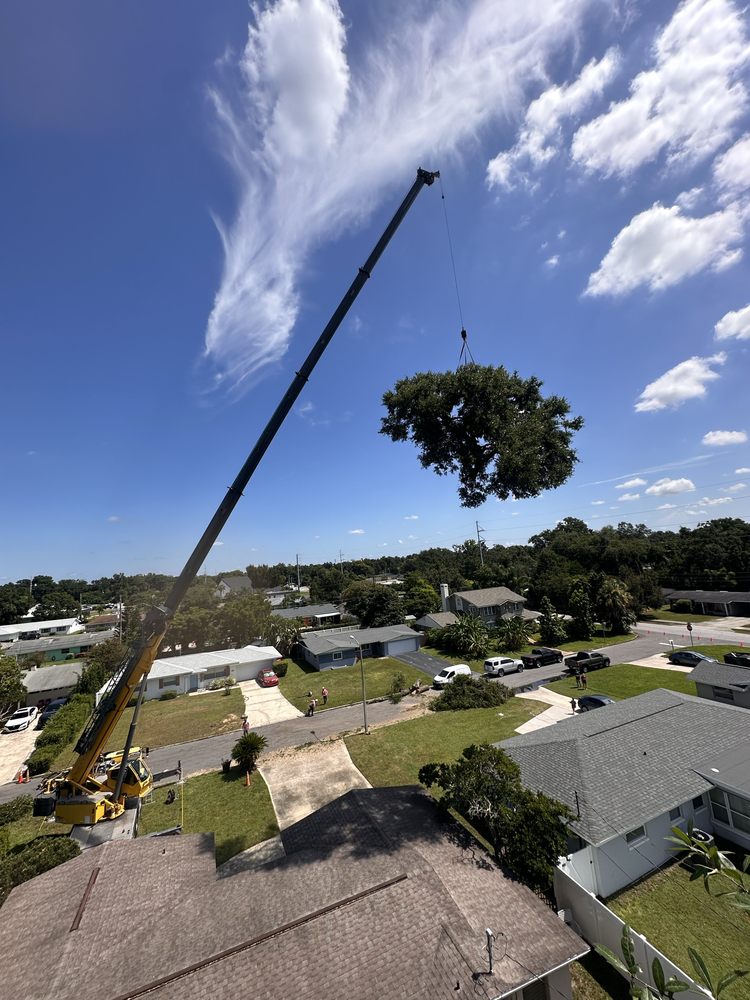 Sacred Tree Service - tree service in Orlando, FL