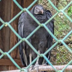 Maine Wildlife Park