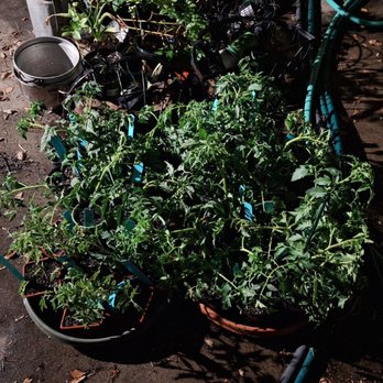 Tapia Bros Farm - Tomato plants from 2026 Tomatomania event - Fruits & Veggies Near Me - Encino, California Tapia Bros Farm - Tomato plants from 2026 Tomatomania event - Fruits & Veggies Near Me - Encino, California
