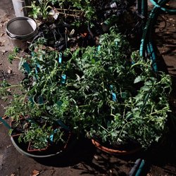Tapia Bros Farm - Tomato plants from 2026 Tomatomania event