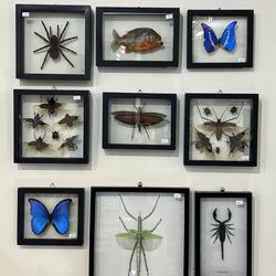 Framed specimens wall decor