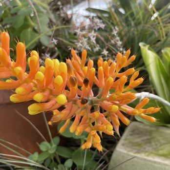 Shelldance Orchid Gardens - Nurseries & Gardening Near Me - Pacifica, California