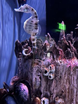 Mississippi Aquarium by null