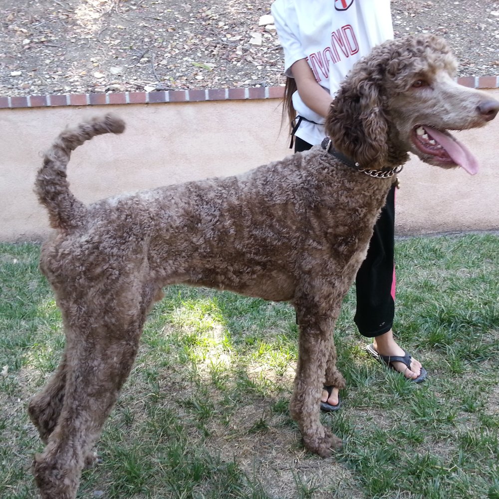 Ranee's Rascals - His most recent session with Rainee - Pet Groomers Near Me - Thousand Oaks, California Ranee's Rascals - His most recent session with Rainee - Pet Groomers Near Me - Thousand Oaks, California