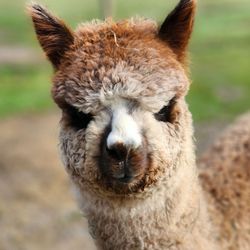 Sunny Alpacas