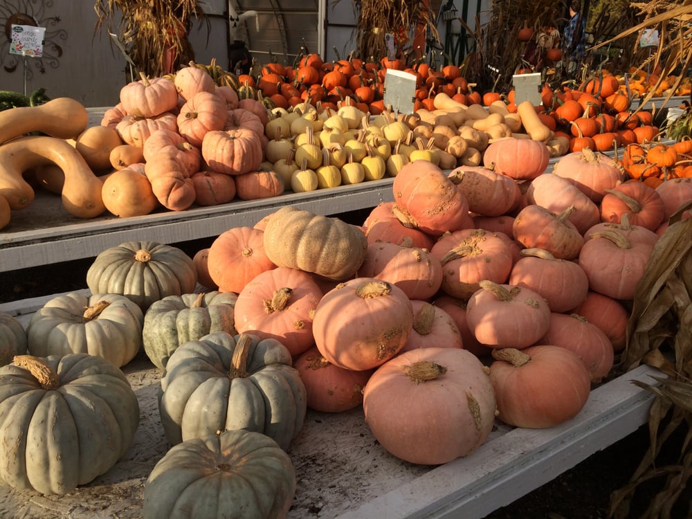 RON’S GARDEN Updated August 2024 959 14th St, Hammonton, New Jersey