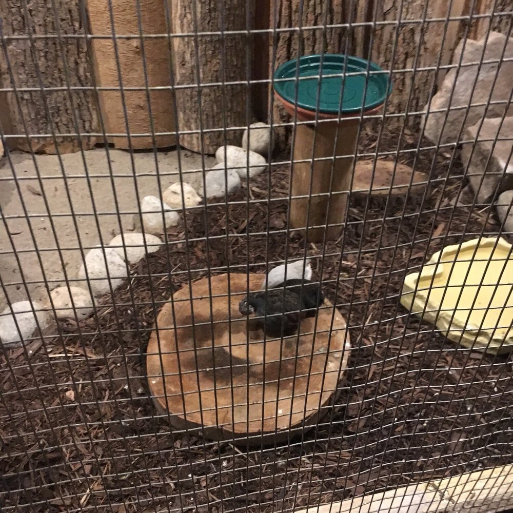 Bird Kingdom - Black bird in cage. - Zoos Near Me - Niagara Falls, Ontario