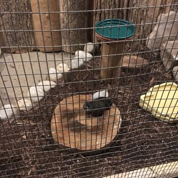 Bird Kingdom - Black bird in cage. - Zoos Near Me - Niagara Falls, Ontario