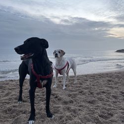 The Great Frame Up - Oreo and Vanilla