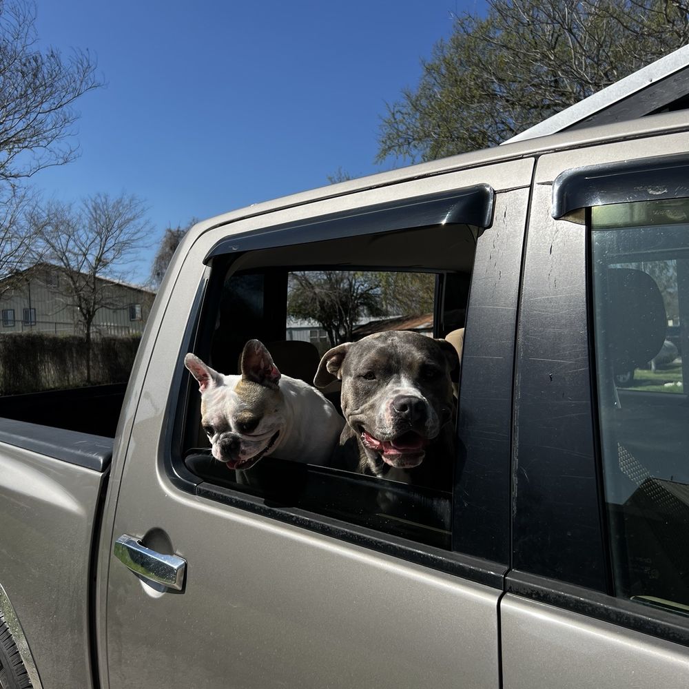 Fur babies Fur babies