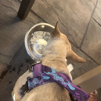 Frady’s Taphouse & Eatery - They gave my baby a big bowl of ice water - American Near Me - High Point, North Carolina Frady’s Taphouse & Eatery - They gave my baby a big bowl of ice water - American Near Me - High Point, North Carolina