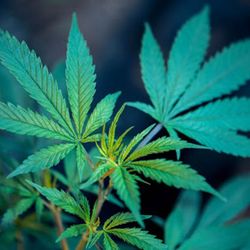 The Cannabis Depot