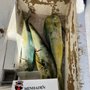 Photo of New Lattitude Sportfishing
