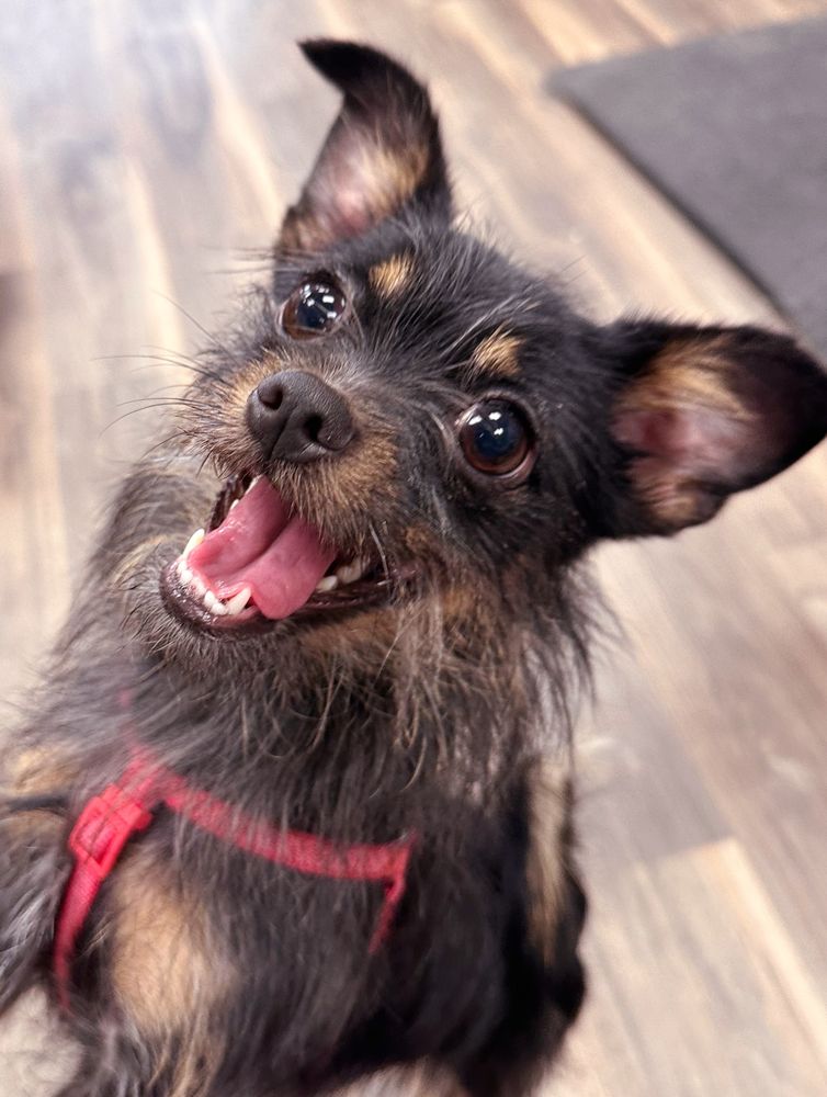 GET FLUFFED Updated April 2024 Request an Appointment 10 Photos