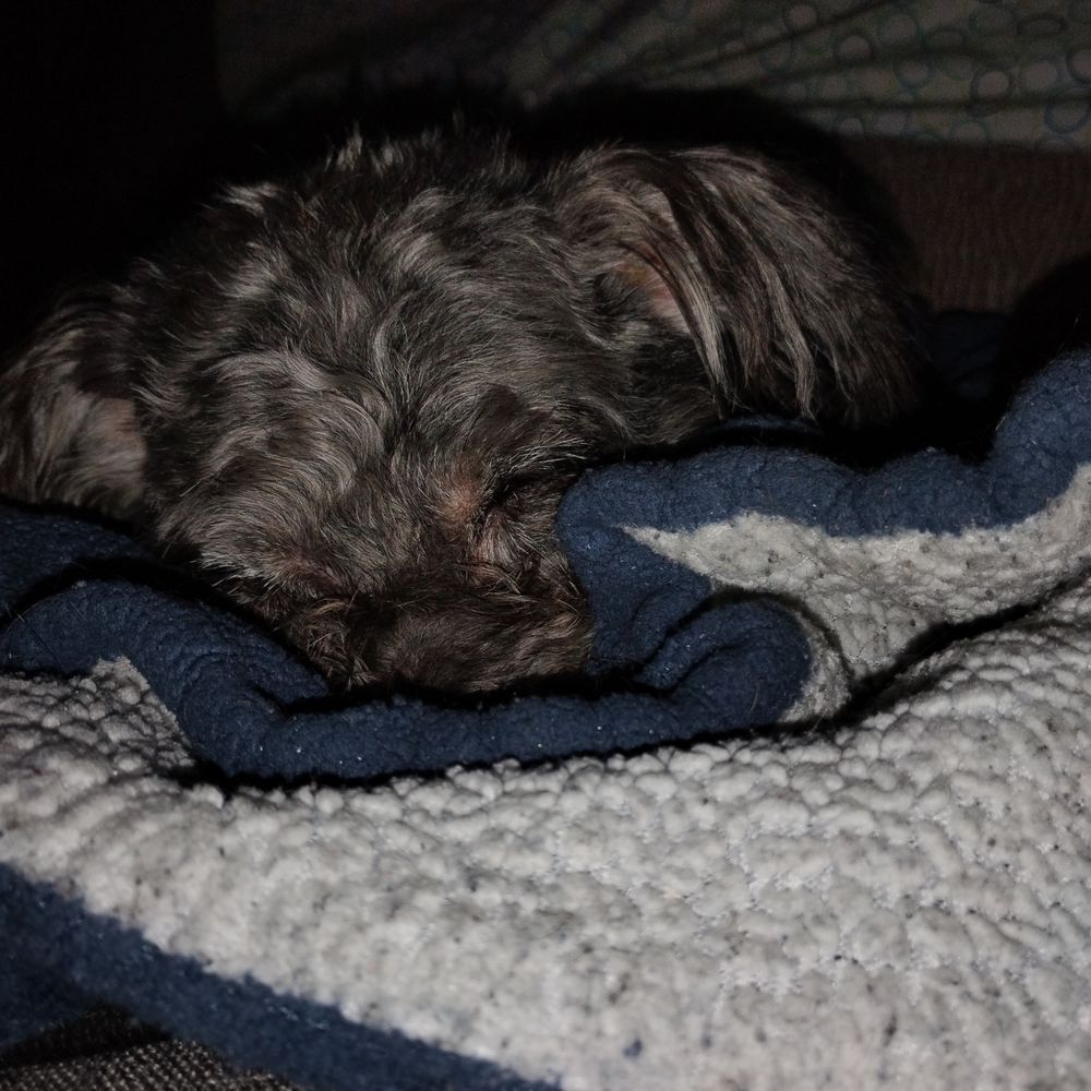 Dog Wash - Swelling went down but look how red he is - Pet Sitting Near Me - Louisville, Kentucky Dog Wash - Swelling went down but look how red he is - Pet Sitting Near Me - Louisville, Kentucky
