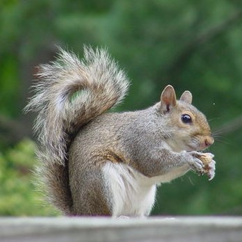 Liberty Wildlife Removal - Pest Control Near Me - Middletown, Ohio Liberty Wildlife Removal - Pest Control Near Me - Middletown, Ohio