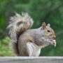 Photo of Liberty Wildlife Removal