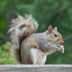 Liberty Wildlife Removal