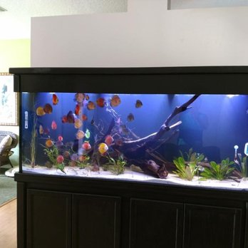 The Clean-Up Crew - 220 Gallon Freshwater Discus - Aquarium Services Near Me The Clean-Up Crew - 220 Gallon Freshwater Discus - Aquarium Services Near Me