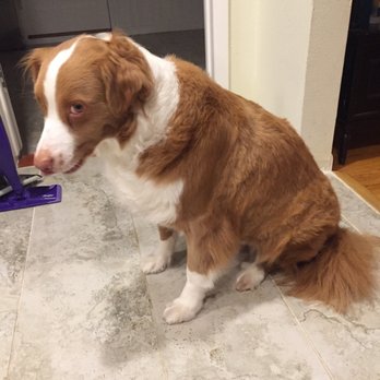 Blue Bubbles Spa - Pet Groomers Near Me - Houston, Texas