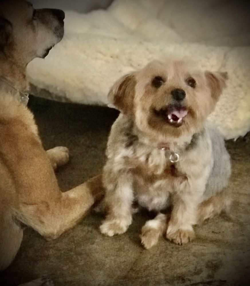 DIRTY DOG Updated October 2024 21 Photos & 45 Reviews 1901 W