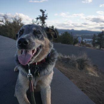 Dogs Listen To Us - Pet Training Near Me
